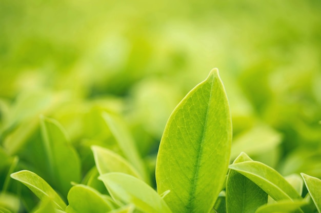 Foglia verde del primo piano in giardino nell&#39;ambito della luce solare