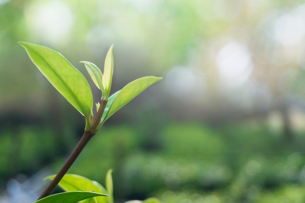 Foglia verde del primo piano sul fondo vago della pianta. con copia spazio