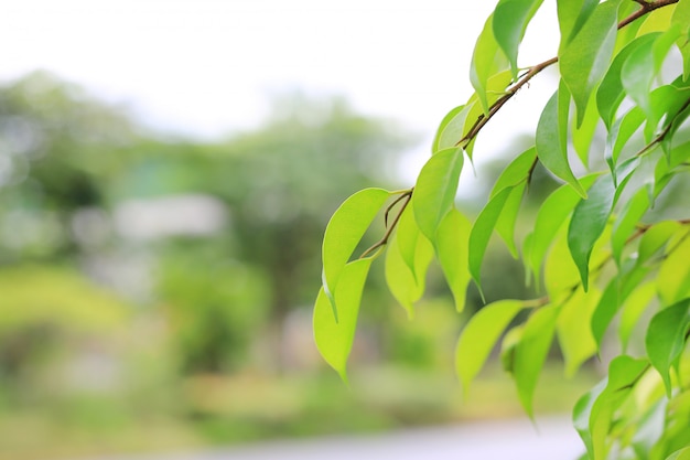 Foglia verde dell&#39;albero su fondo vago nel parco con lo spazio della copia e modello pulito. La natura del primo piano lascia nel campo