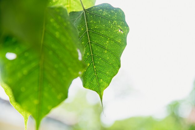 Foglia verde della foglia di Bothi di Buddha Pho foglia o foglia di Bho in tempio della Tailandia