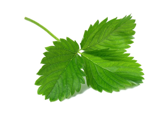 Foglia verde della fragola isolata su fondo bianco