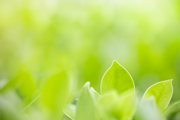 Foglia verde della natura su fondo vago della pianta con lo spazio della copia.