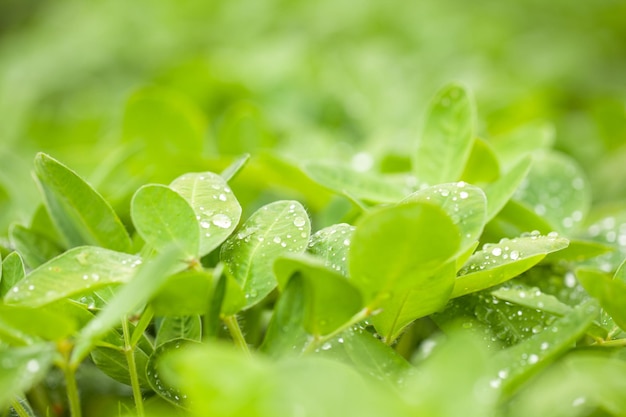 Foglia verde di arachidi su sfondo verde sfocato con gocce di rugiada. Primo piano, copia spazio per il testo.