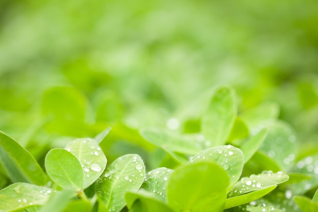 Foglia verde di arachidi su sfondo verde sfocato con gocce di rugiada. Primo piano, copia spazio per il testo.