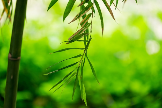 Foglia verde di bambù sfocato morbido