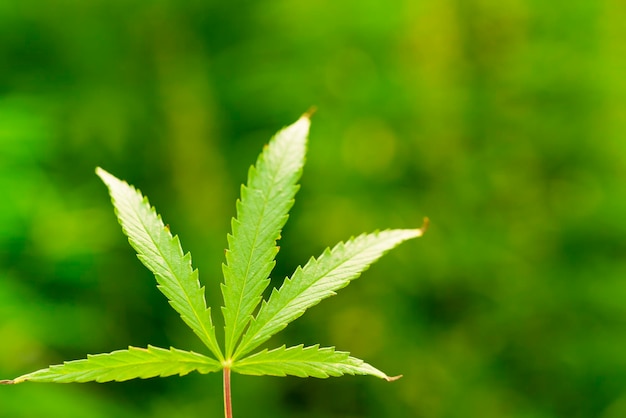 Foglia verde di cannabis su uno sfondo sfocato