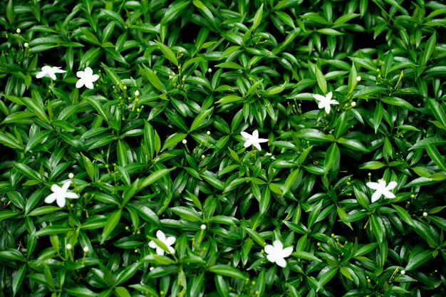 Foglia verde di consistenza.