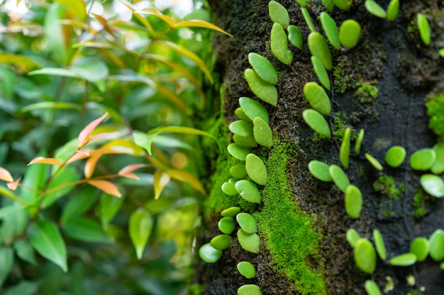 Foglia verde di dave dell'edera su crescita sull'albero nel giardino