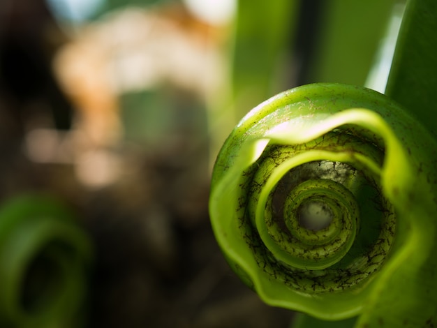 foglia verde di felce