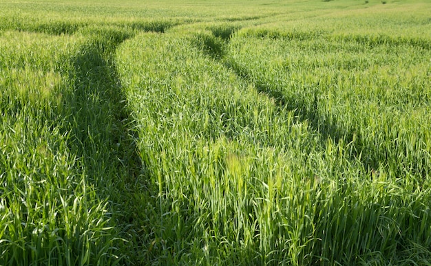 foglia verde di grano giovane