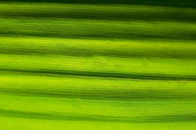 Foglia verde di macro sfondo