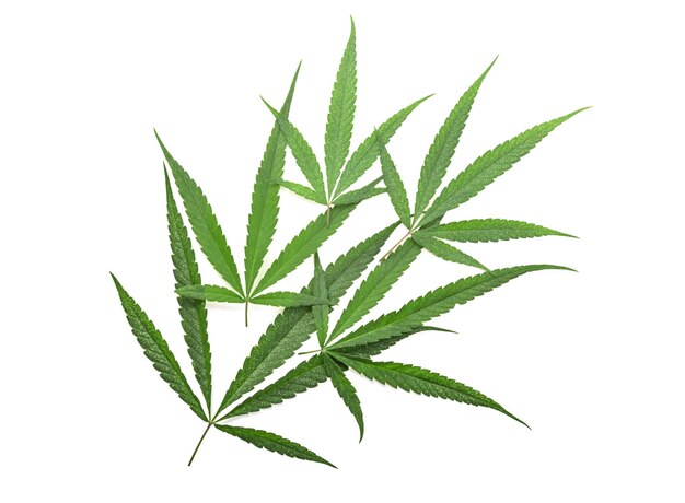 Foglia verde di marijuana o cannabis sativa su sfondo bianco Vista dall'alto