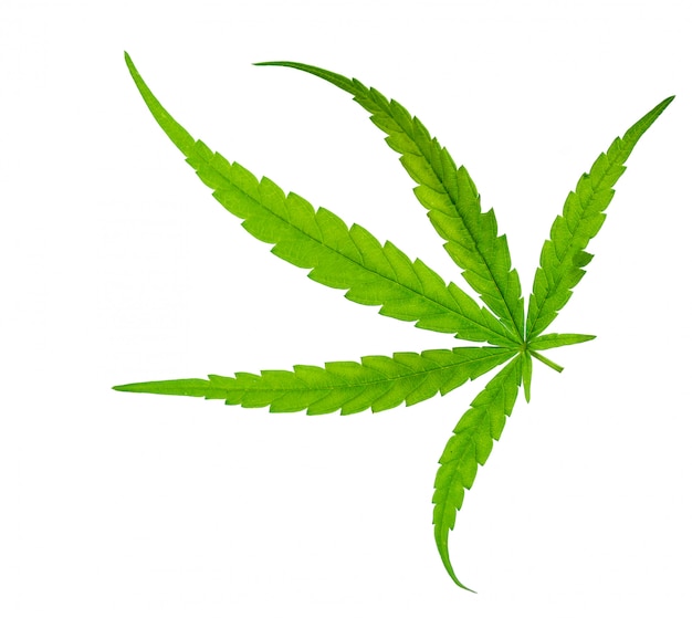 Foglia verde di marijuana
