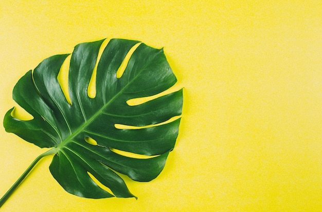 Foglia verde di Monstera sul backgroud di carta giallo. Vista dall&#39;alto, copia spazio