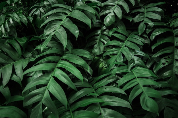 Foglia verde di monstera tropicale nel fondo di struttura della foresta