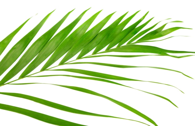 Foglia verde di palma Howea isolata on white