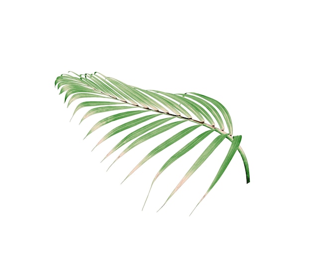 Foglia verde di palma isolata su sfondo bianco
