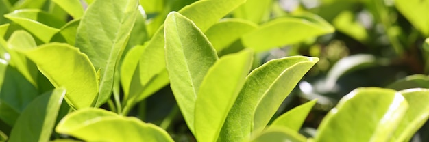 Foglia verde di superficie sullo sfondo