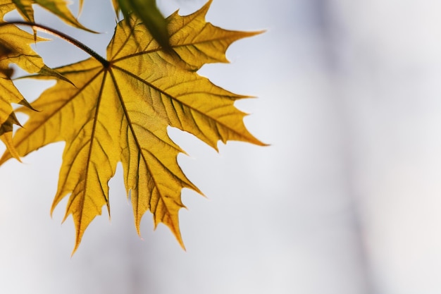 Foglia verde di un albero di acero contro il cielo blu