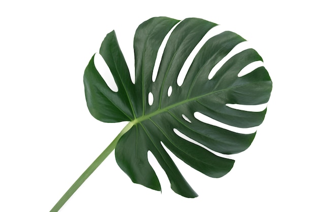 Foglia verde di un monstera fiore tropicale isolato su sfondo bianco senza ombre dettagli alti