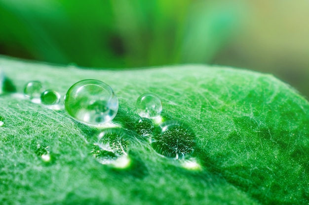 Foglia verde di una pianta con grandi gocce di rugiada su di esso. Foto macro