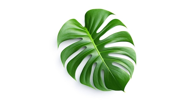 Foglia verde di una pianta di monstera su sfondo bianco