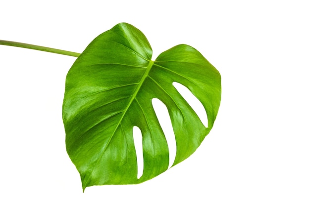 Foglia verde di una pianta di monstera tropicale isolata su uno sfondo bianco