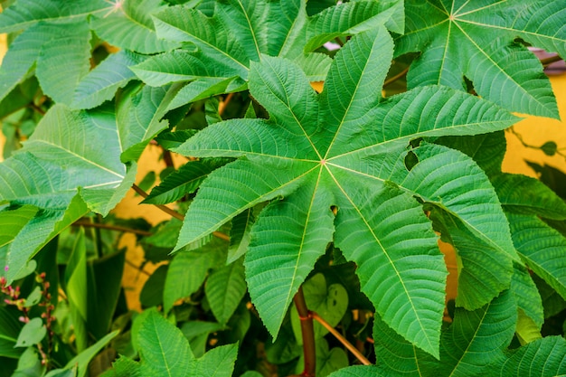 Foglia verde di una pianta esotica di forma rotonda. Sfondo della natura