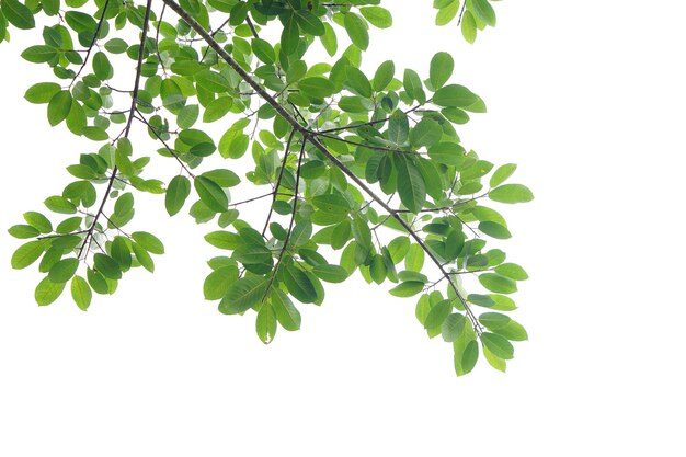 Foglia verde e rami su sfondo bianco