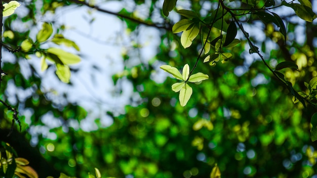 Foglia verde e ramo nella foresta