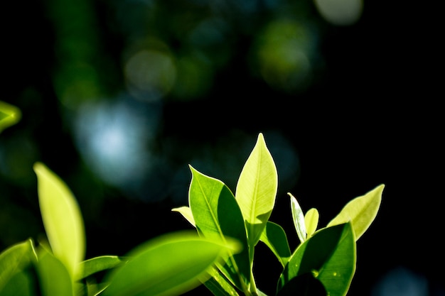 Foglia verde e ramo nella foresta