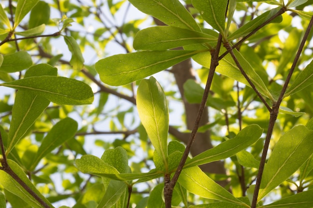 Foglia verde e ramo sull&#39;albero