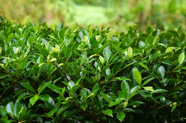 foglia verde foglia con gocce d'acqua