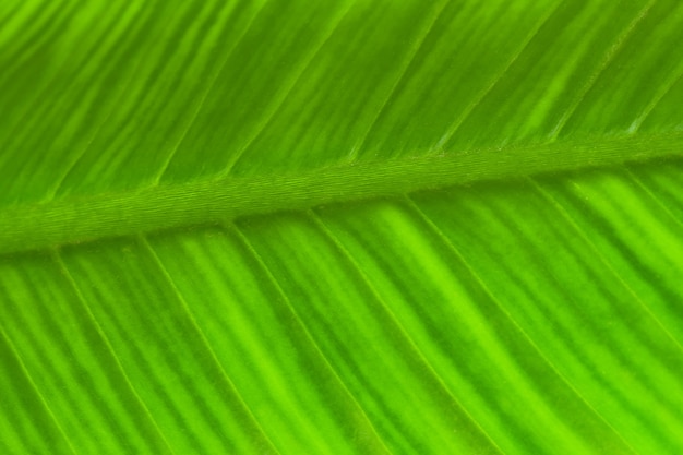 Foglia verde fresca del primo piano che mostra il fondo della natura del verde della trama e del dettaglio