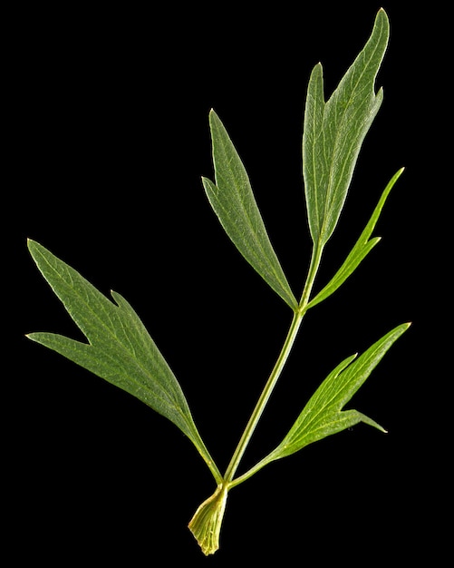 Foglia verde fresca di levistico lat Levisticum officinale isolato su sfondo nero