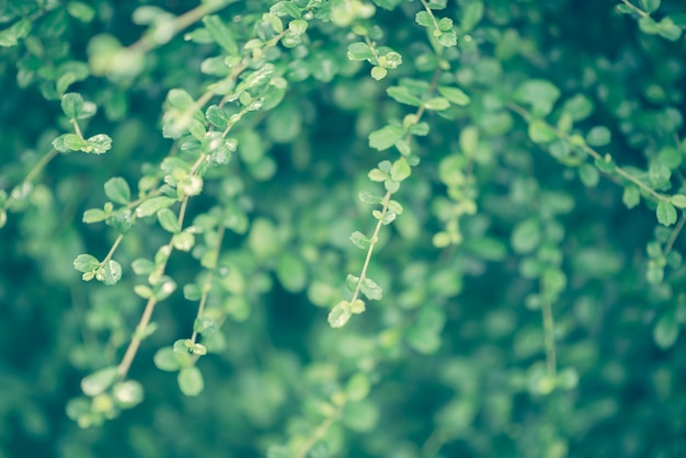 Foglia verde fresca su sfondo sfocato verde