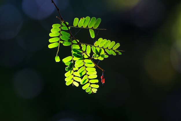 foglia verde in bella luce con bokeh