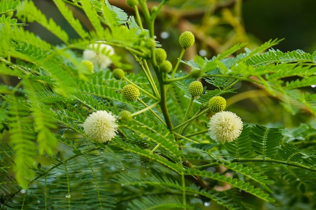 Foglia verde in giardino