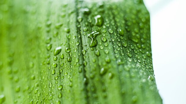 Foglia verde in gocce d'acqua