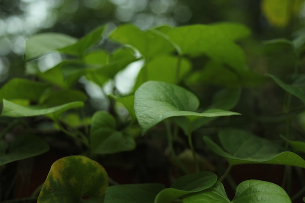 Foglia verde in inverno