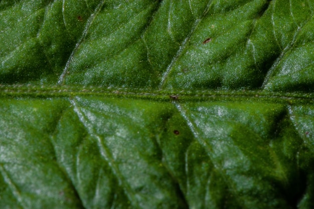 Foglia verde in primo piano