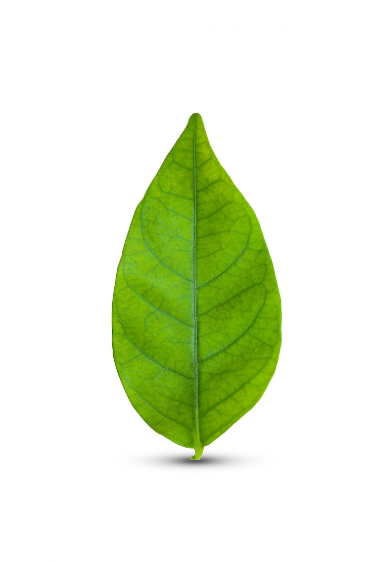 Foto foglia verde isolata