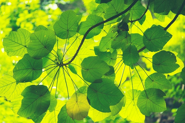 Foglia verde, luce di bordo