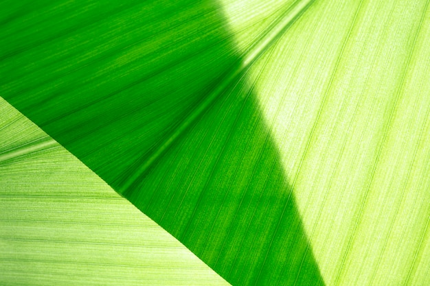 Foglia verde, macro, zoom