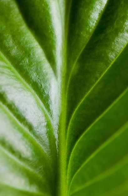 Foglia verde minima sullo sfondo del giardino xA