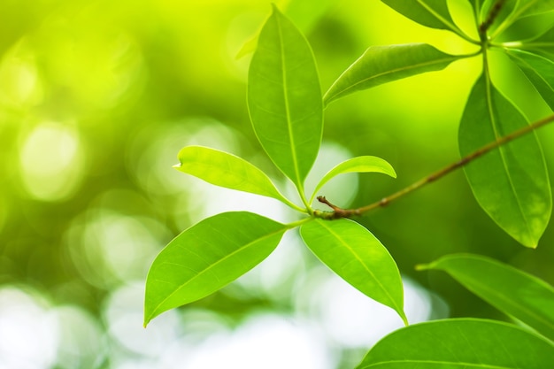 Foglia verde naturale, albero verde fresco lascia sotto la luce del sole