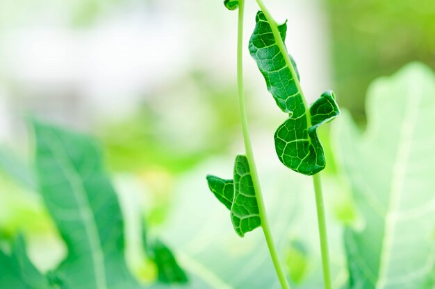 Foglia verde naturale