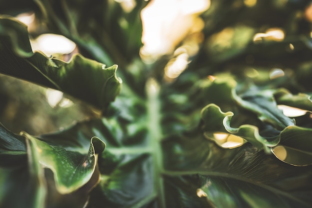 Foglia verde ondulata gigante di Philodendron