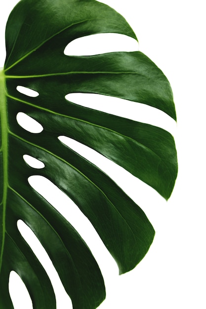 Foglia verde palma monstera su superficie bianca. Foto di alta qualità