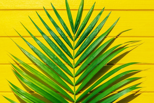 Foglia verde palma su legno giallo vista dall&#39;alto.